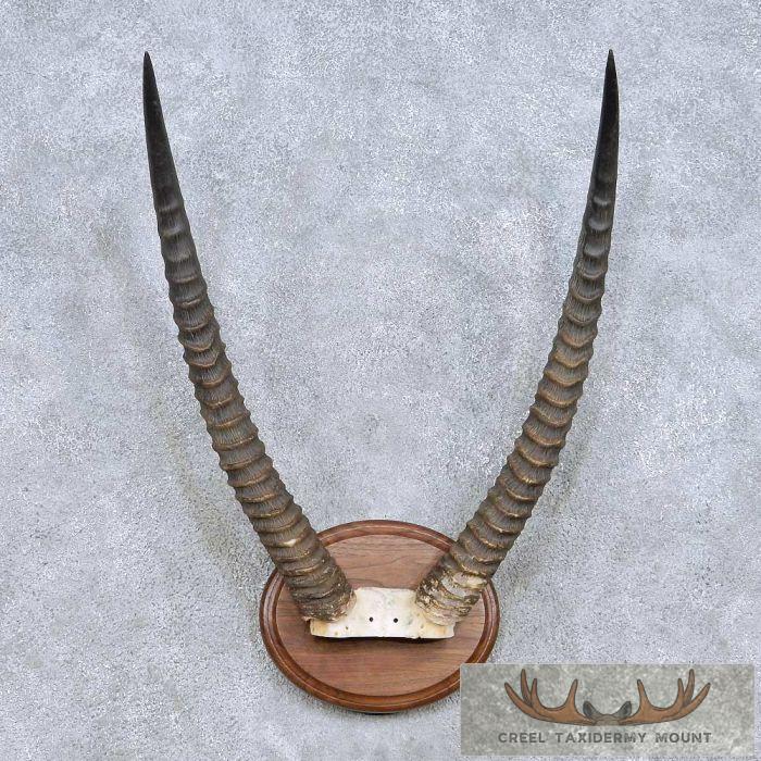 Waterbuck Horn Plaque Taxidermy Mount For Sale