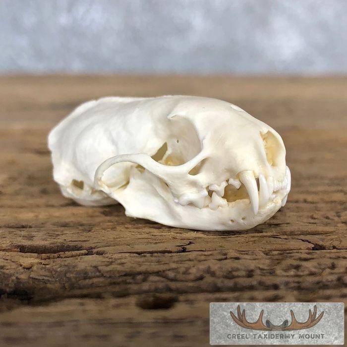 Weasel Full Skull Taxidermy Mount For Sale