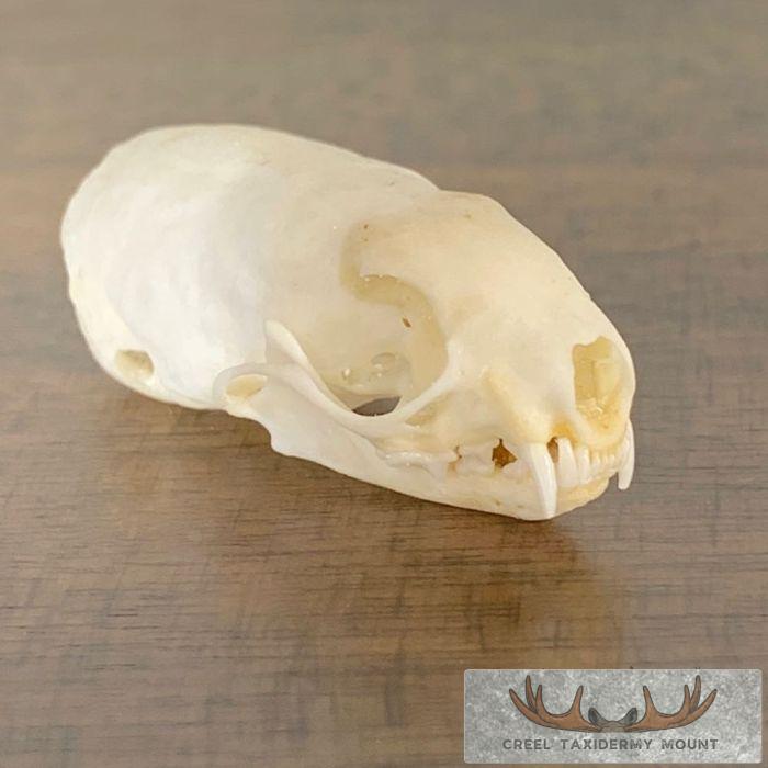 Weasel Full Skull Taxidermy Mount For Sale