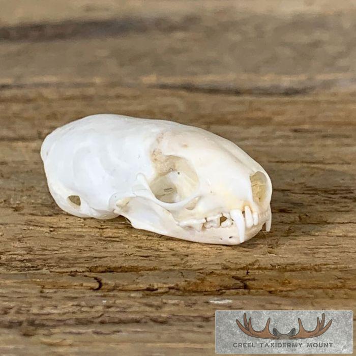 Weasel Full Skull Taxidermy Mount For Sale