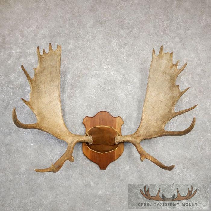 Western Canada Moose Antler Taxidermy Plaque For Sale