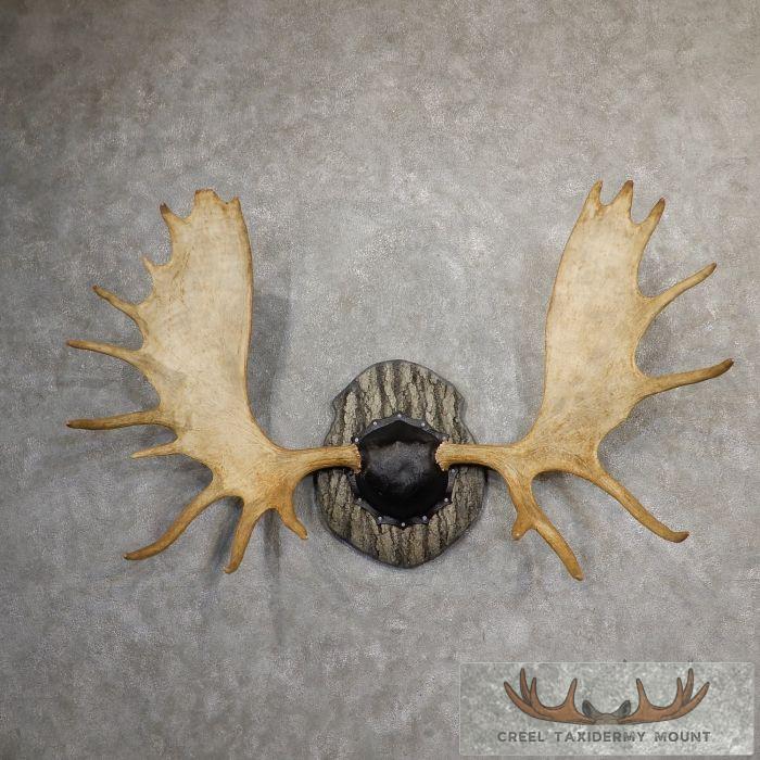 Western Canada Moose Antler Taxidermy Plaque For Sale