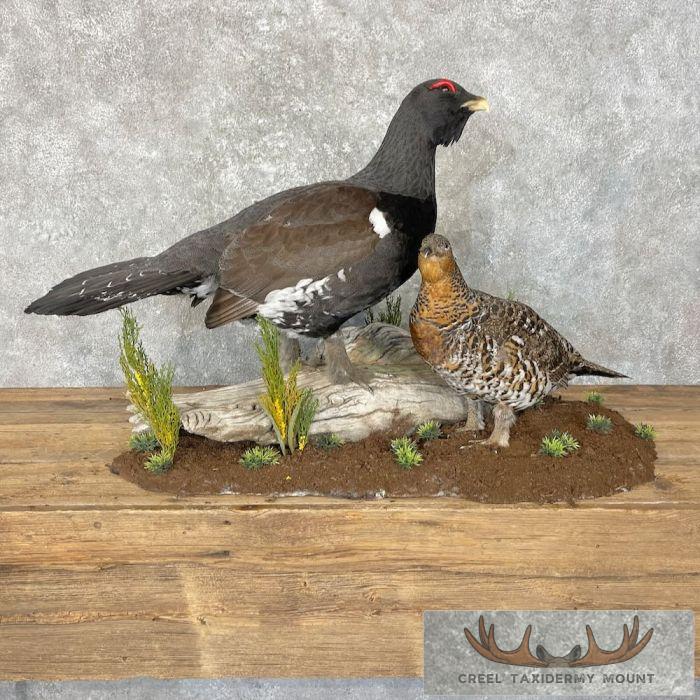 Western Capercaillie Pair Taxidermy Bird Mount For Sale