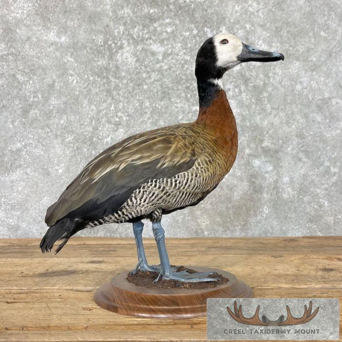 White-Faced Whistling Duck Taxidermy Mount For Sale