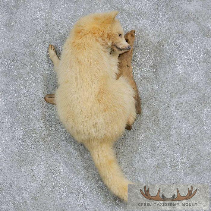 White Raccoon Life-Size Wall Mount