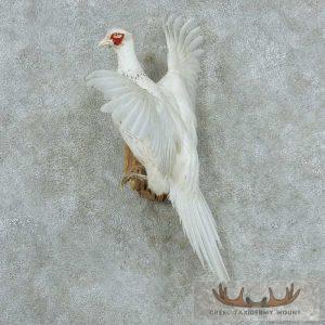 Perched White Pheasant Mount