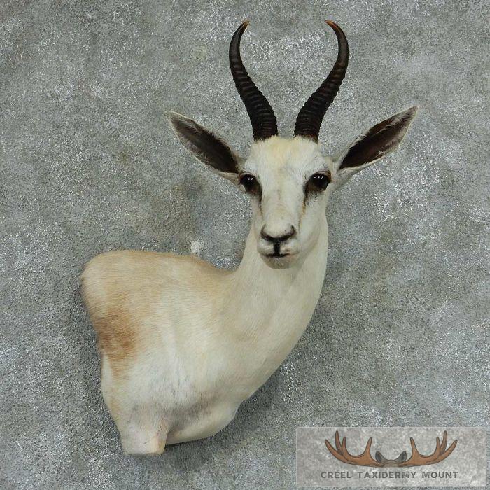 African White Springbok Shoulder Mount - Creel Taxidermy