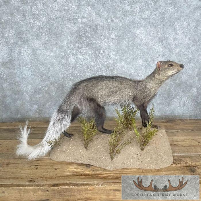 White-tailed Mongoose Taxidermy Mount For Sale