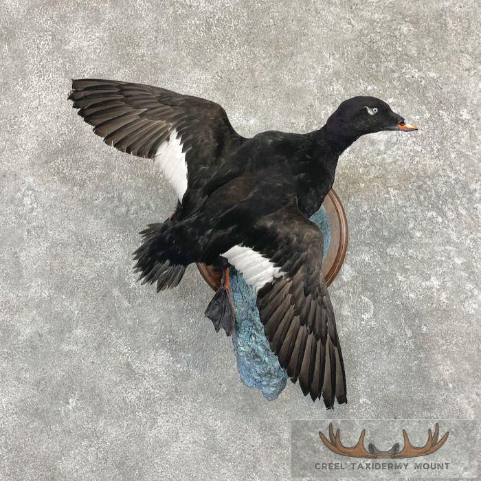 White-winged Scoter Taxidermy Bird Mount For Sale