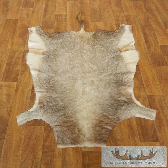 African White Blesbok Skin Taxidermy Rug For Sale