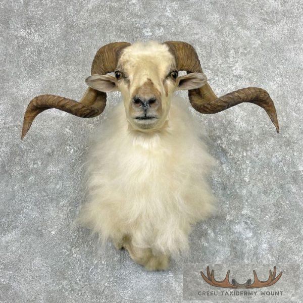 White Corsican Ram Taxidermy Shoulder Mount For Sale