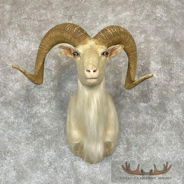 White Corsican Ram Taxidermy Shoulder Mount For Sale