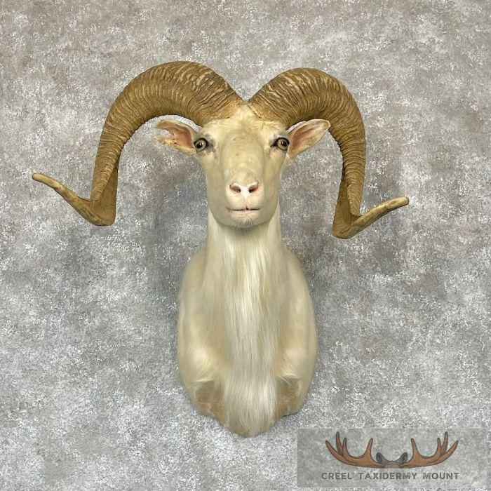 White Corsican Ram Taxidermy Shoulder Mount For Sale