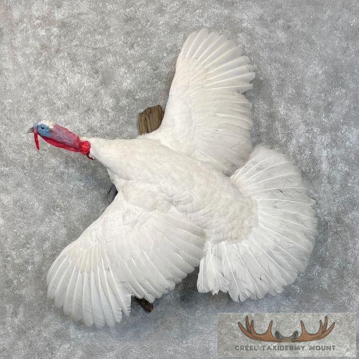 White Holland Turkey Taxidermy Bird Mount For Sale
