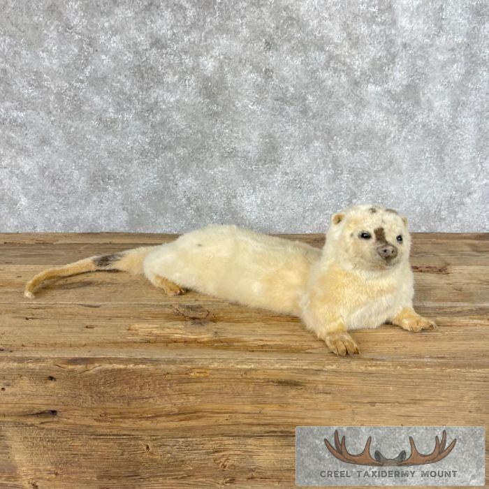 White (Leucistic) Otter Life-Size Taxidermy Mount For Sale