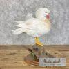White Mandarin Duck Taxidermy Bird Mount For Sale