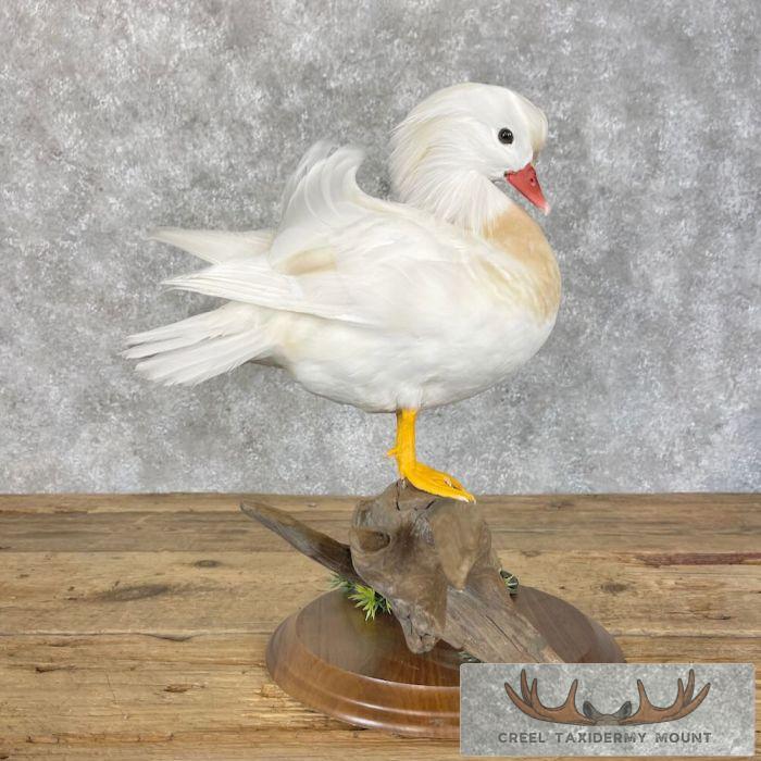 White Mandarin Duck Taxidermy Bird Mount For Sale