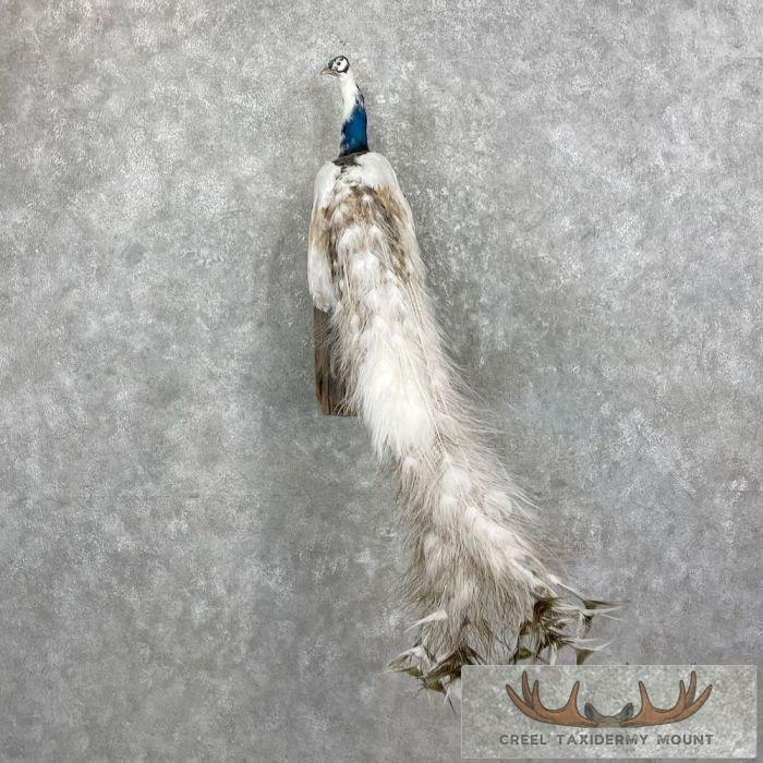 White Peacock Taxidermy Bird Mount For Sale