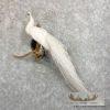 White Peacock Taxidermy Bird Mount For Sale