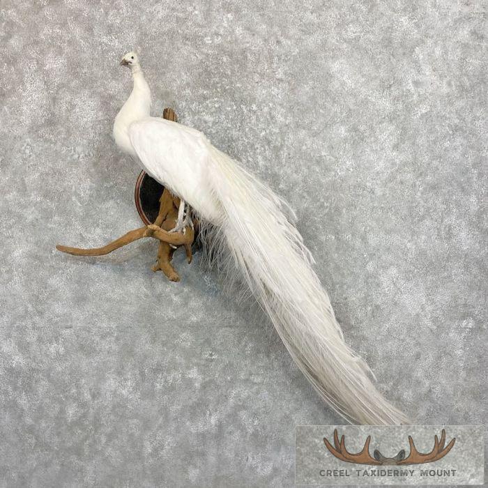 White Peacock Taxidermy Bird Mount For Sale