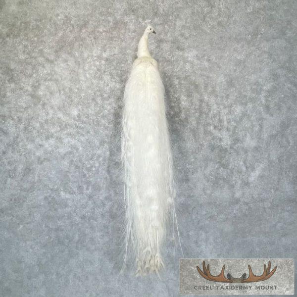 White Peacock Taxidermy Bird Mount For Sale