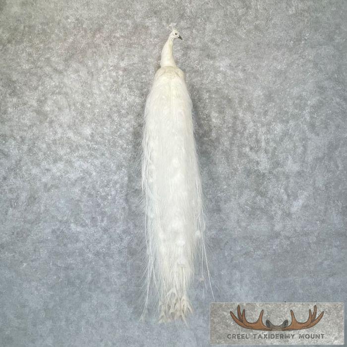 White Peacock Taxidermy Bird Mount For Sale
