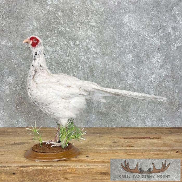 White Pheasant Taxidermy Bird Mount For Sale