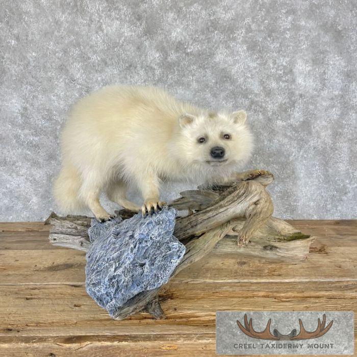 White Raccoon Life-Size Taxidermy Mount For Sale