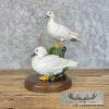 White Wood Duck Pair Taxidermy Bird Mount For Sale