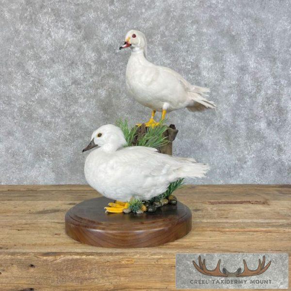 White Wood Duck Pair Taxidermy Bird Mount For Sale