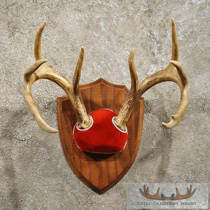 Whitetail Deer Antler Plaque
