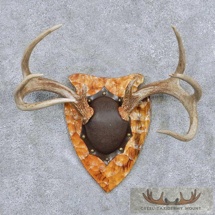 Whitetail Deer Antler Plaque Taxidermy Mount For Sale