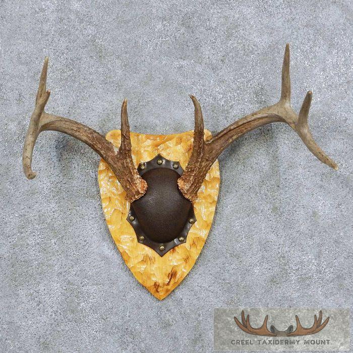Whitetail Deer Antler Plaque Taxidermy Mount For Sale