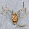 Whitetail Deer Skull & Antler European Taxidermy Mount For Sale