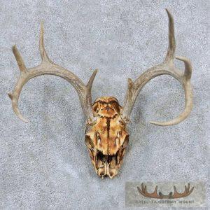 Whitetail Deer Skull & Antler European Taxidermy Mount Taxidermy