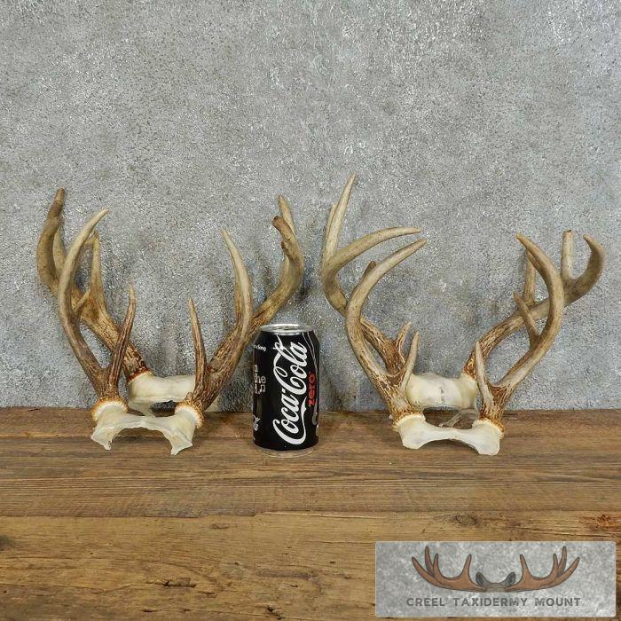 Whitetail Deer Antler Craft Pack For Sale