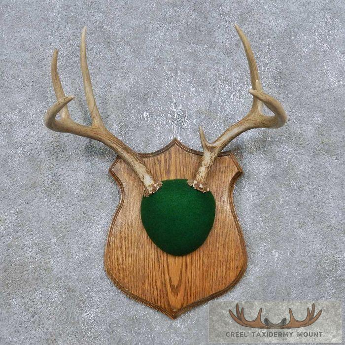 Cauff Whitetail Deer Antler Mounting Kit – Solid Wood Plaque With Hardware – Made In USA – 8.5x10.5x0.75 Inches