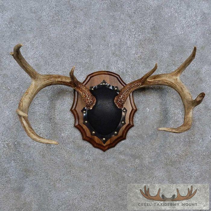 Whitetail Deer Antler Plaque Taxidermy Mount For Sale