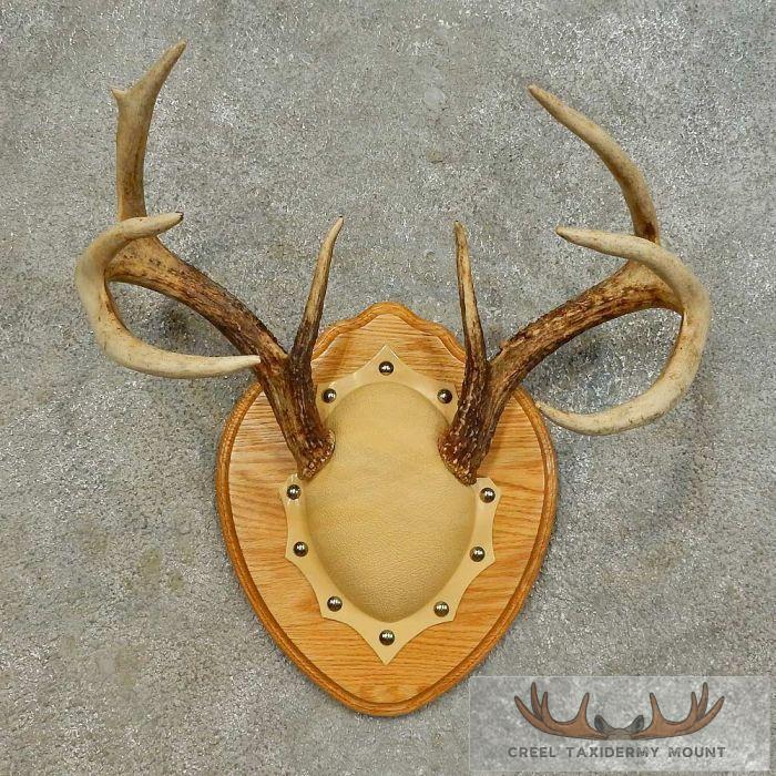 Whitetail Deer Antler Plaque Taxidermy Mount For Sale
