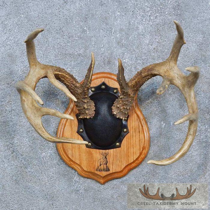 Whitetail Deer Antler Plaque Taxidermy Mount For Sale