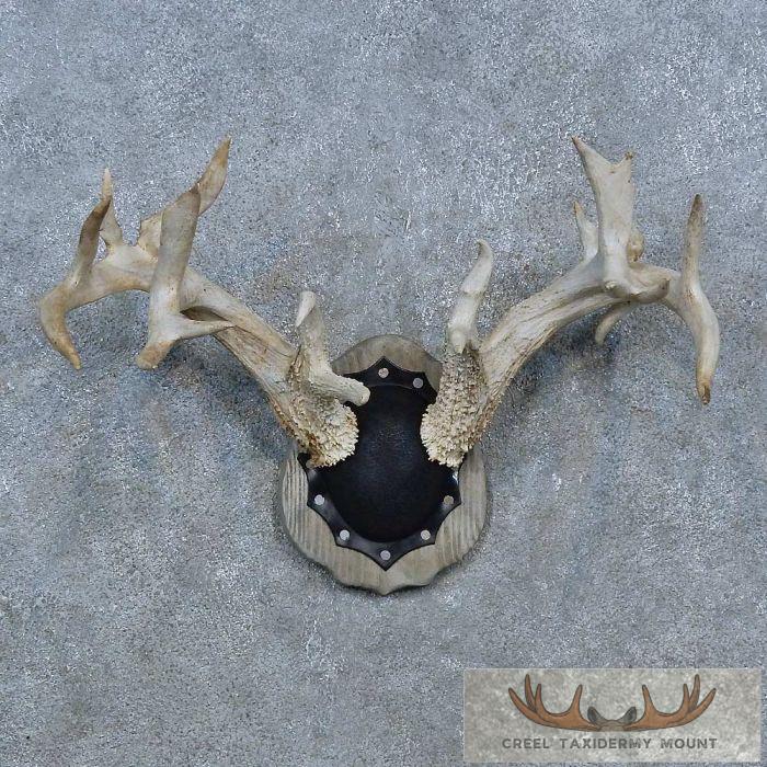 Whitetail Deer Antler Plaque Taxidermy Mount For Sale