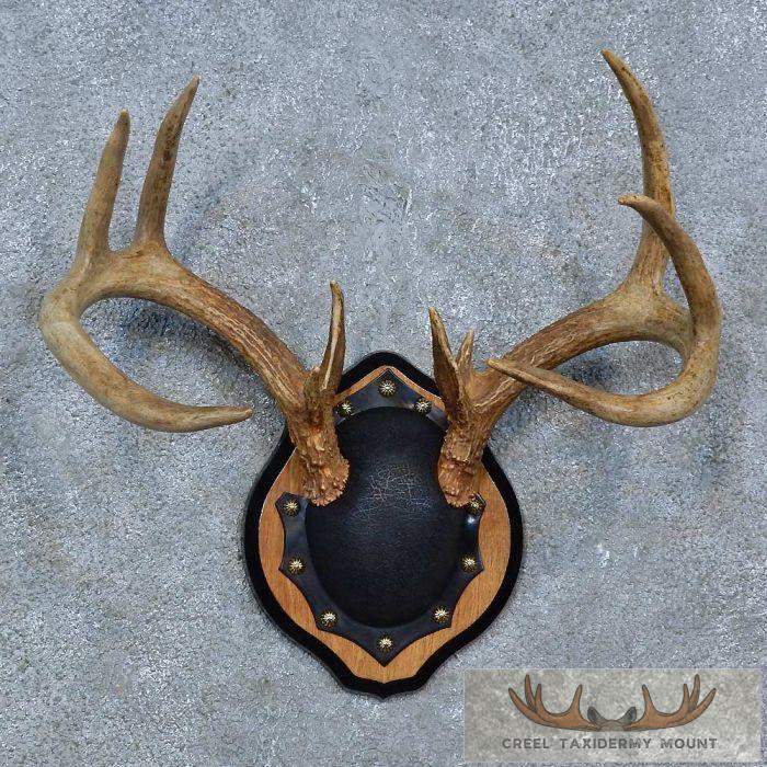 Whitetail Deer Antler Plaque Taxidermy Mount For Sale