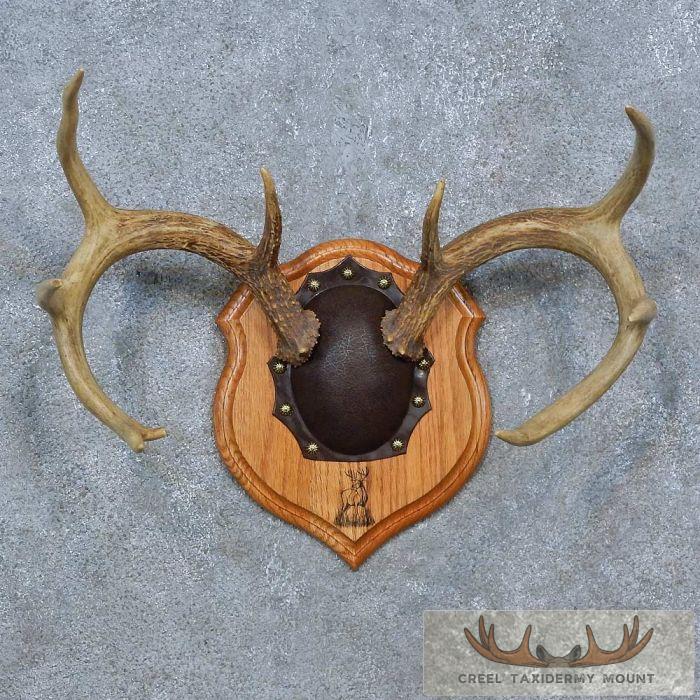 Whitetail Deer Antler Plaque Taxidermy Mount For Sale