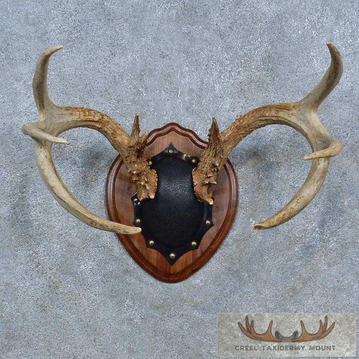 Whitetail Deer Antler Plaque Taxidermy Mount For Sale