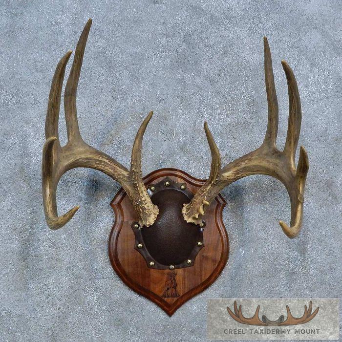 Whitetail Deer Antler Plaque Taxidermy Mount For Sale