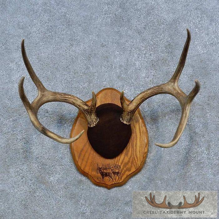 Whitetail Deer Antler Plaque Taxidermy Mount For Sale