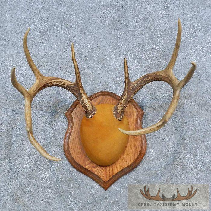 Whitetail Deer Antler Plaque Taxidermy Mount For Sale