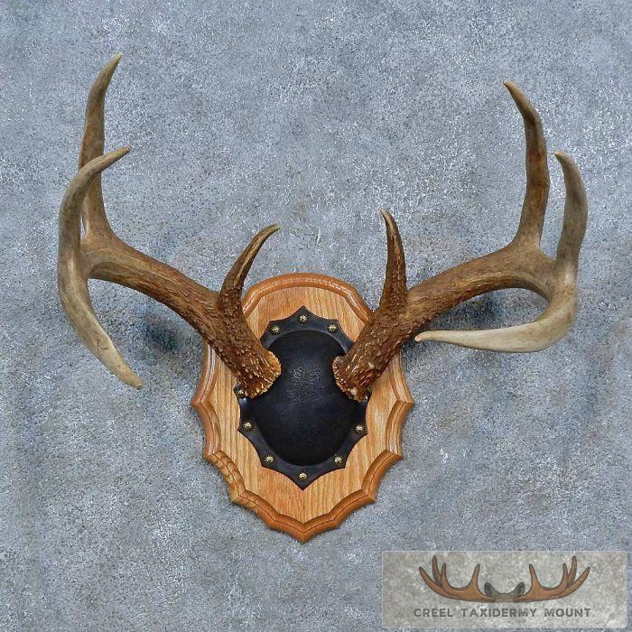 Whitetail Deer Antler Plaque Taxidermy Mount For Sale