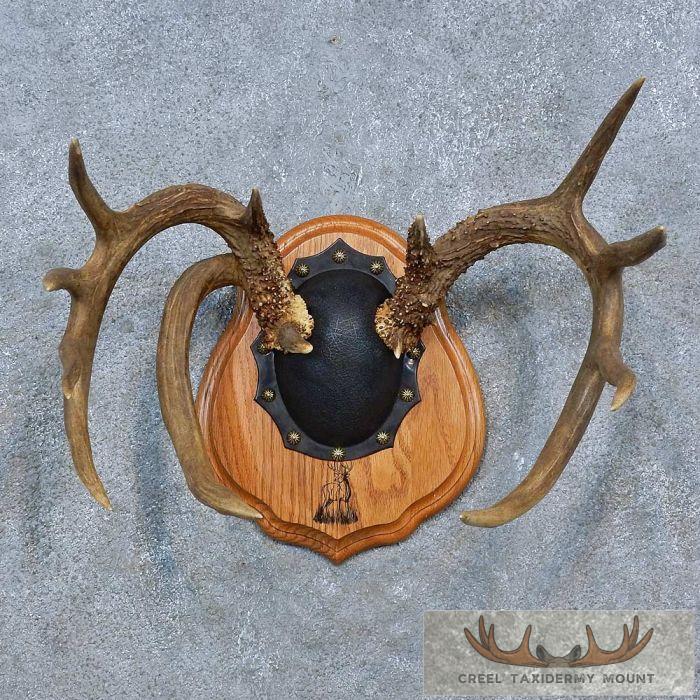 Whitetail Deer Antler Plaque Taxidermy Mount For Sale