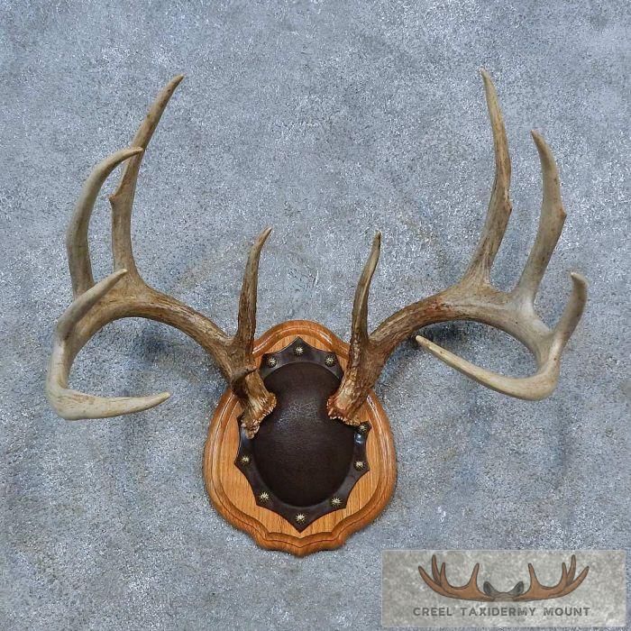 Whitetail Deer Antler Plaque Taxidermy Mount For Sale